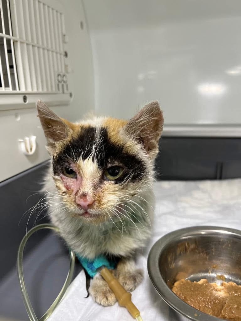 Sokak Hayvanlarının Tedavisi ve Korunması